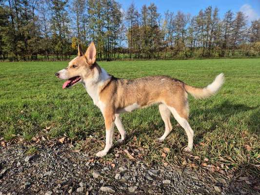 Welche Hunderasse-Beitrag-Bild