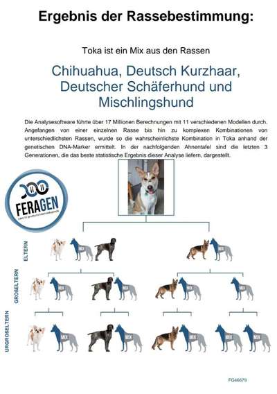 Hat schonmal jemand die Rasse beim Mischling bestimmen lassen?-Beitrag-Bild