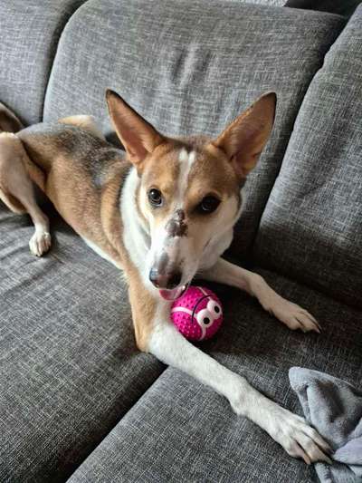 Spitzname(n) Deines Hundes-Beitrag-Bild