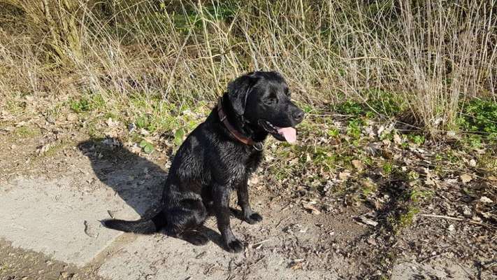 Unsere Fellnasen im Regenbogenland-Beitrag-Bild
