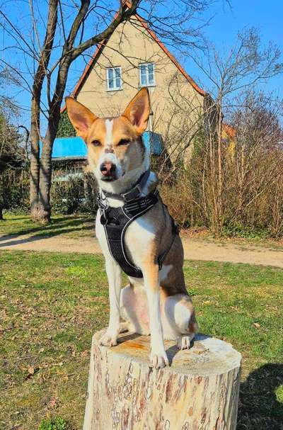 TierschutzhundeStammtisch🐕-Beitrag-Bild