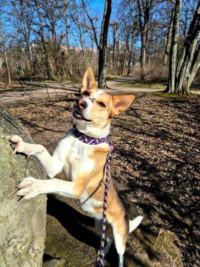 Welches Halsband trägt dein Hund und warum dieses?-Beitrag-Bild