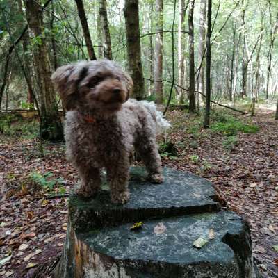 Hundetreffen-Spazierwegang im Wald-Bild