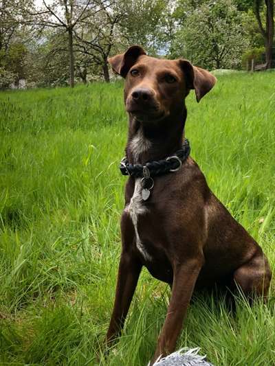 Podencomischling oder Podenco-Beitrag-Bild