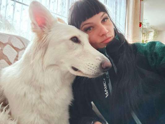 Weißer Schweizer Schäferhund-Beitrag-Bild