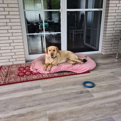 Hundetreffen-Ich suche neue hunde freunde-Profilbild