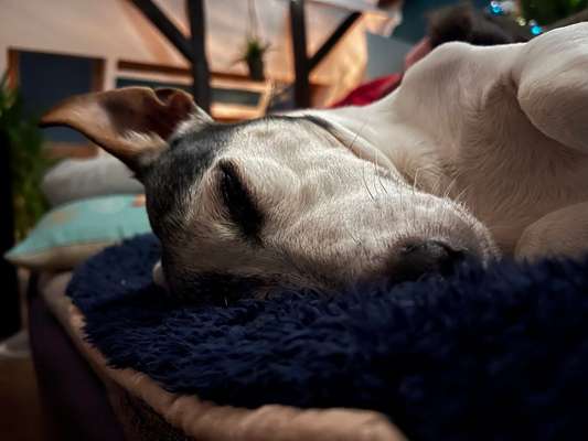 Jack Russel-Beitrag-Bild