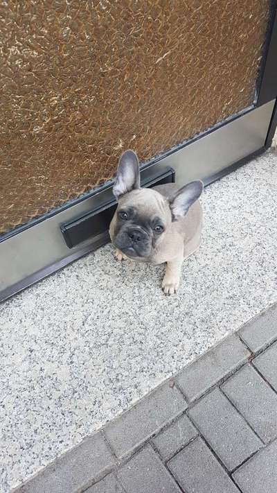 Welpen Bilder !-Beitrag-Bild