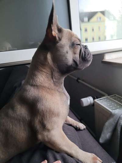 Dogorama Photo Challenge - Hundeblick zum hinschmelzen-Beitrag-Bild