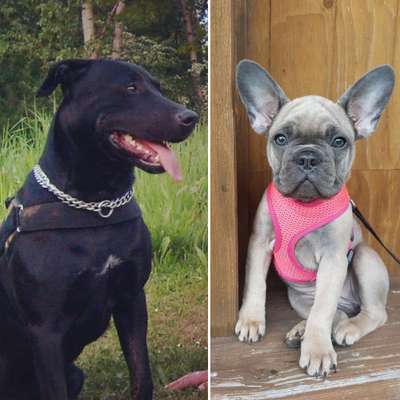 Mischlinge raten - Rätselspaß-Beitrag-Bild