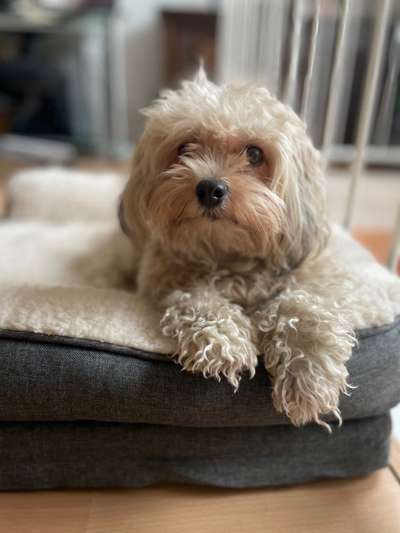 Dogorama Photo Challenge - Einmal lächeln bitte-Beitrag-Bild