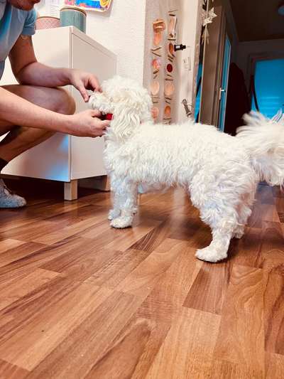 Welche Rasse ist es ?-Beitrag-Bild