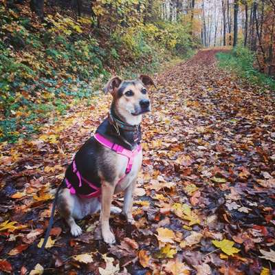 Auslandstierschutz-Beitrag-Bild