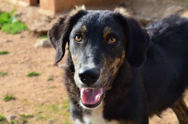 Tierschutzhunde suchen ein Zuhause-Beitrag-Bild