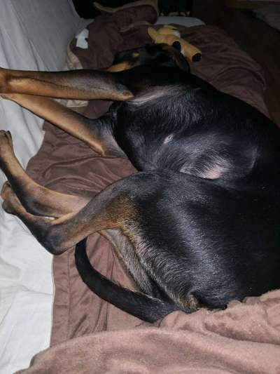 Auslandstierschutz-Beitrag-Bild