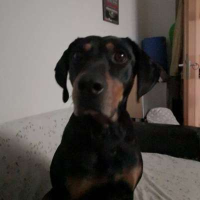 Hundetreffen-Lernen nicht zu bellen wenn andere Hunde kommen. Friemersheim Rheinauen-Bild