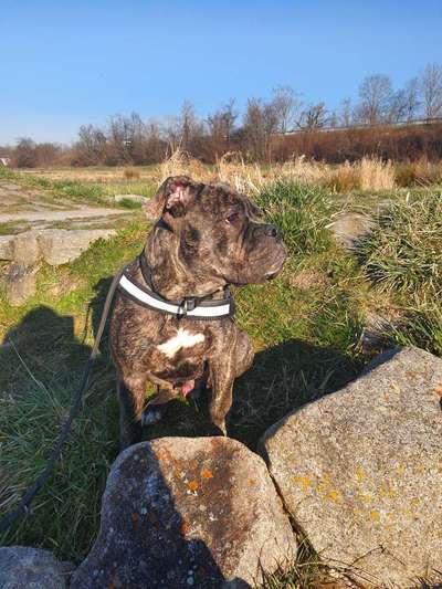 Wie heißt dein Hund?-Beitrag-Bild