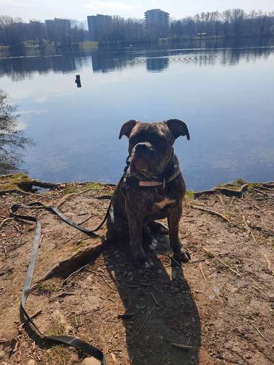 "Bulligere Arten" auch hier? :) Amstaff etc..-Beitrag-Bild