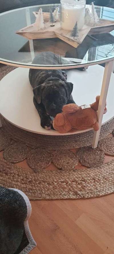 Welpen Bilder !-Beitrag-Bild