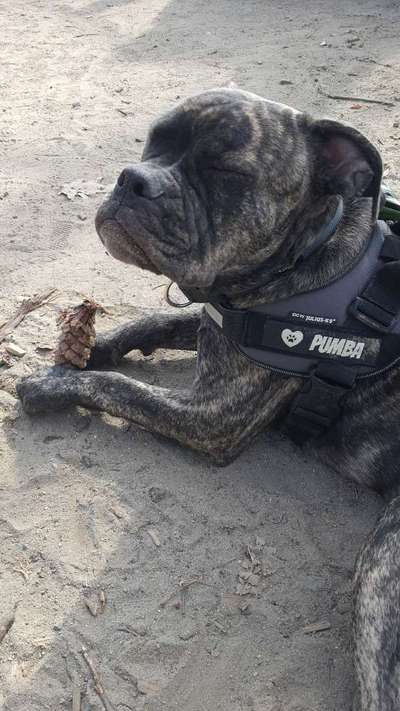 Olde English Bulldogge-Beitrag-Bild