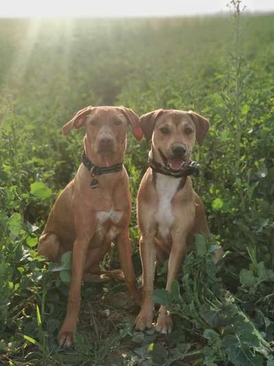 Dein Hund im Dogorama-Kalender 2021-Beitrag-Bild