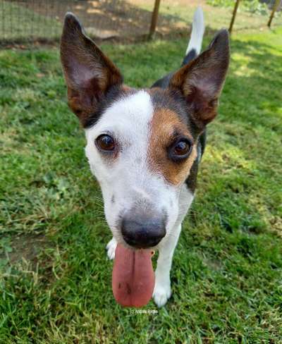 Wo sind die Jack und Parson Russell Terrier?-Beitrag-Bild