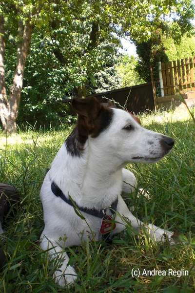 Jack Russell Terrier-Beitrag-Bild