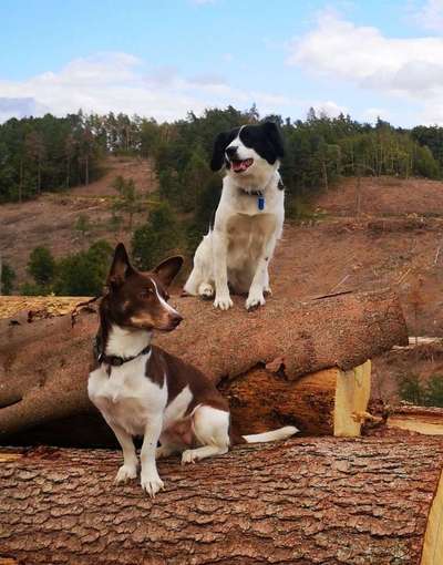 Bester Freund, Hundekumpel - zeigt her!-Beitrag-Bild
