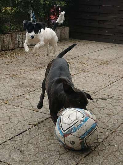 Bester Freund, Hundekumpel - zeigt her!-Beitrag-Bild