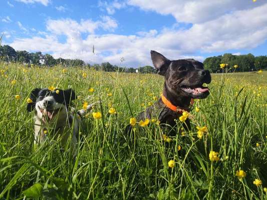 Dein Hund im Dogorama-Kalender 2021-Beitrag-Bild