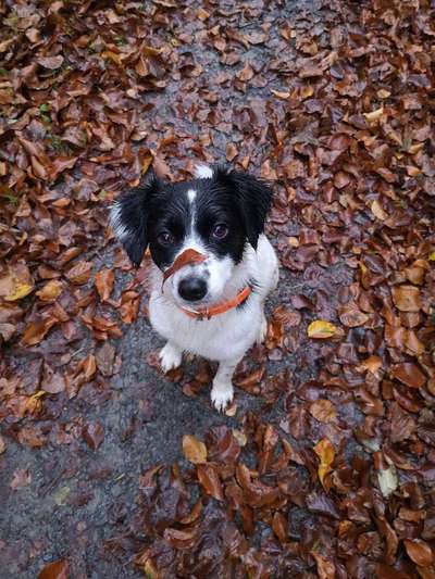 Dein Hund im Dogorama-Kalender 2021-Beitrag-Bild