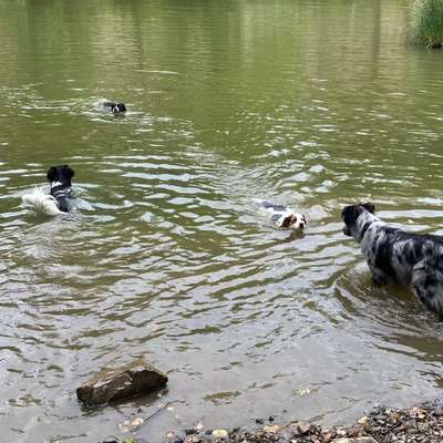 Hundetreffen-Spaziergang-Bild