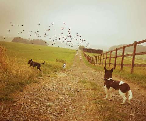 Dein Hund im Dogorama-Kalender 2021-Beitrag-Bild