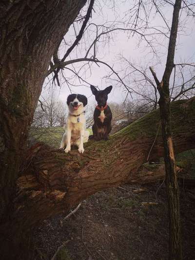 Dein Hund im Dogorama-Kalender 2021-Beitrag-Bild