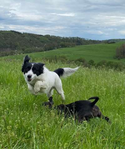 Die Dogorama Kalender Challenge Teil 3/4-Beitrag-Bild