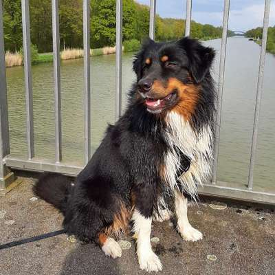 Hundetreffen-Zusammen Spazieren gehen, Training machen und die Hunde spielen lassen-Bild