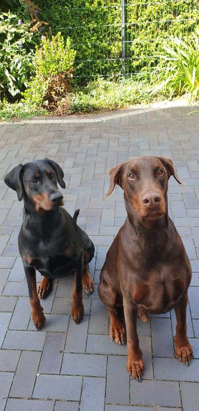 Mehrere Hunde zuhause !-Beitrag-Bild