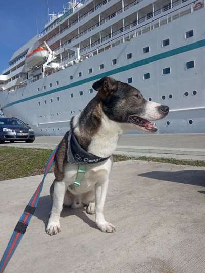 Challenge 23 : "  Euer Hund beim Frühlingserwachen "-Beitrag-Bild