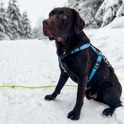 Hundetreffen-Junghundetreffen mit Ruheübung und zum Trainieren vom Rückruf-Profilbild