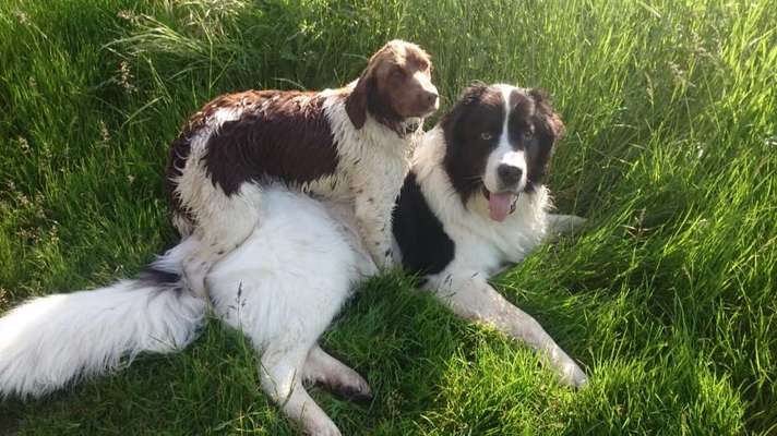 Die Dogorama Kalender Challenge Titelbild-Beitrag-Bild