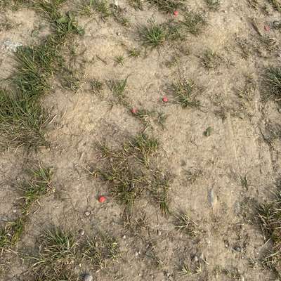 Giftköder-Rattengift oder Beize-Bild