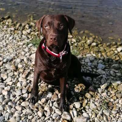 Hundetreffen-Spiel und Spaß-Bild