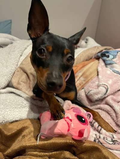 Die Augen Deines Hundes-Beitrag-Bild