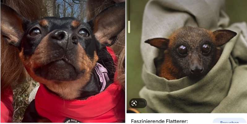 Fotochallenge NR. 123     -Karneval der Tiere--Beitrag-Bild