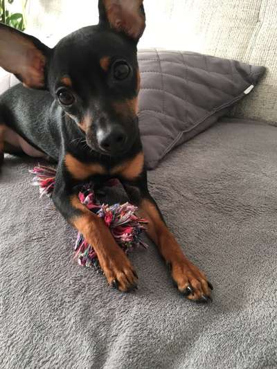 Welpen Bilder !-Beitrag-Bild