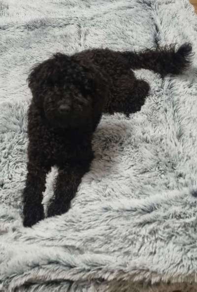 Hundetreffen-Spiel-Training-Spaziergang Wismar-Bild