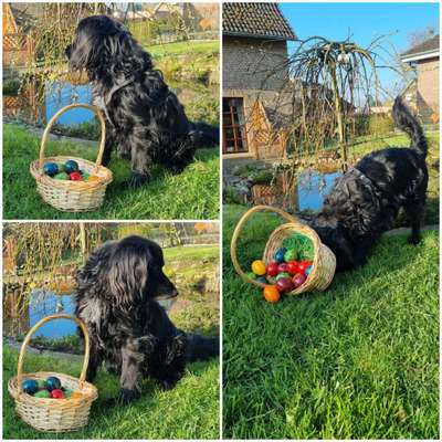 Bild wo euer Hund quatsch macht-Beitrag-Bild