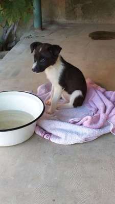 Rasse???-Beitrag-Bild