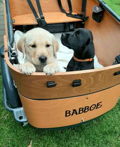 Welpen Bilder !-Beitrag-Bild