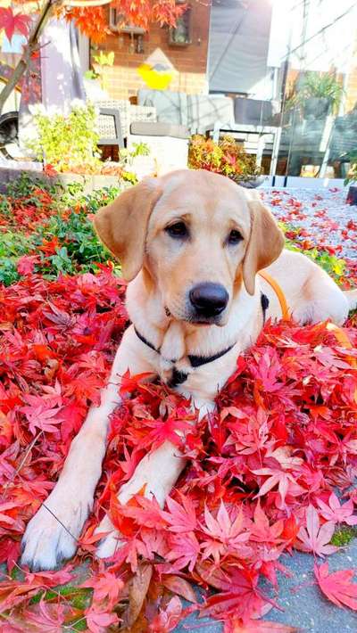 Herbst Bilder-Beitrag-Bild